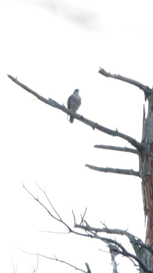 Peregrine Falcon