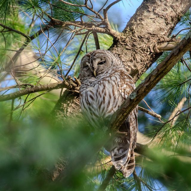 Barred Owl