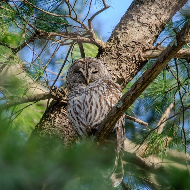 Barred Owl