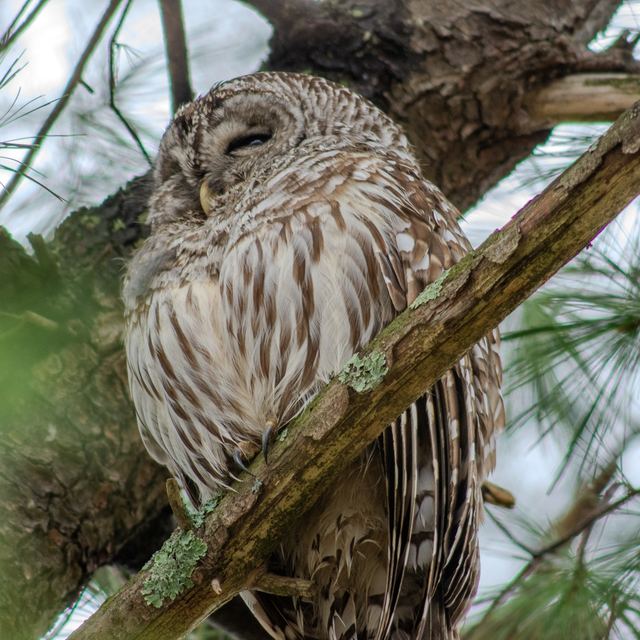 Barred Owl