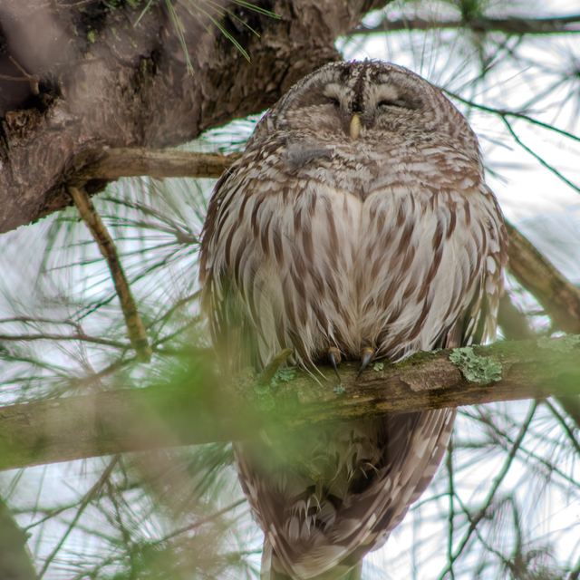Barred Owl