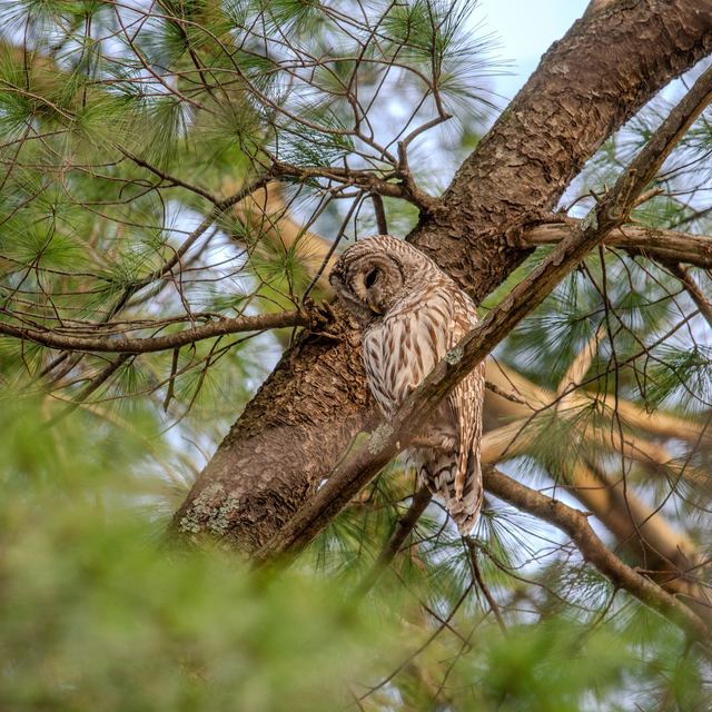 Barred Owl