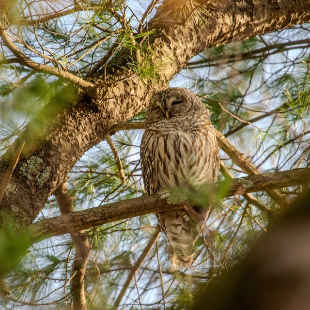 Barred Owl