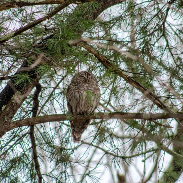 Barred Owl