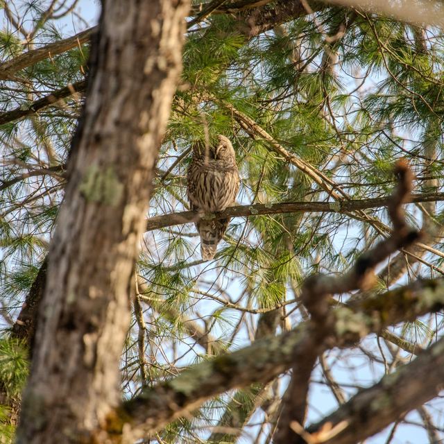 Barred Owl