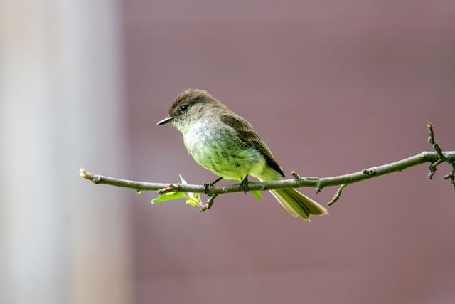 Eastern Phoebe