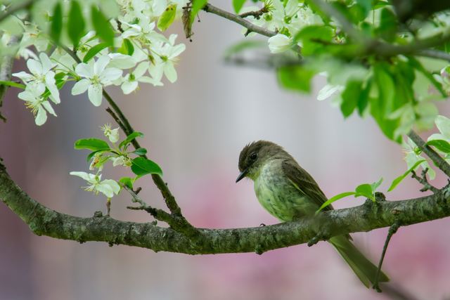 Eastern Phoebe
