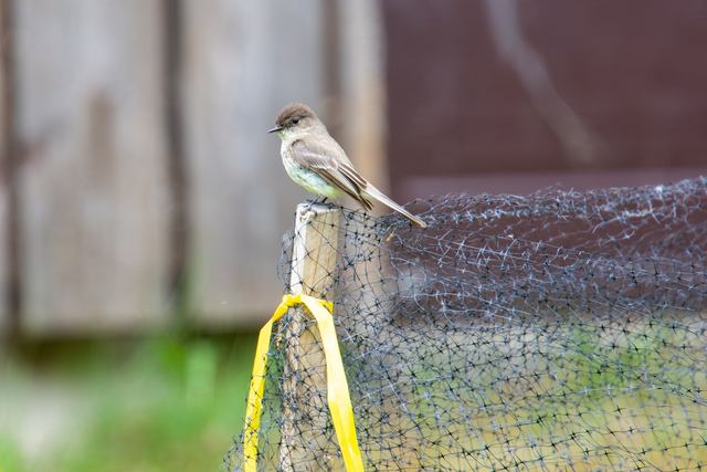 Eastern Phoebe