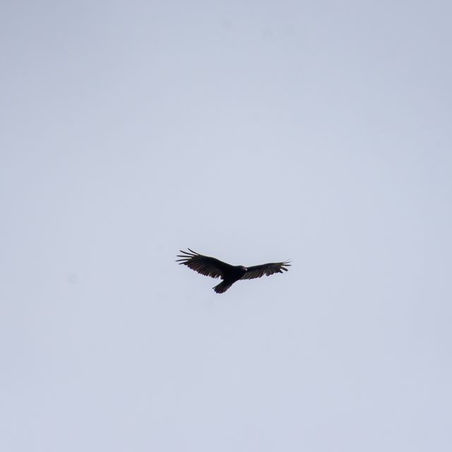 Turkey Vulture