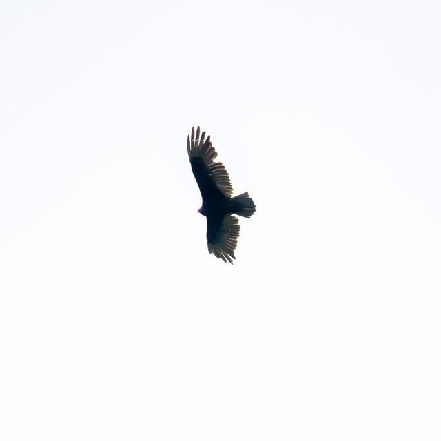Turkey Vulture