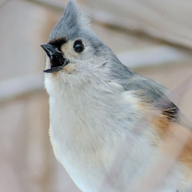 Tufted Titmouse