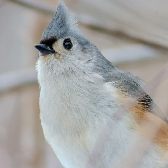 Tufted Titmouse