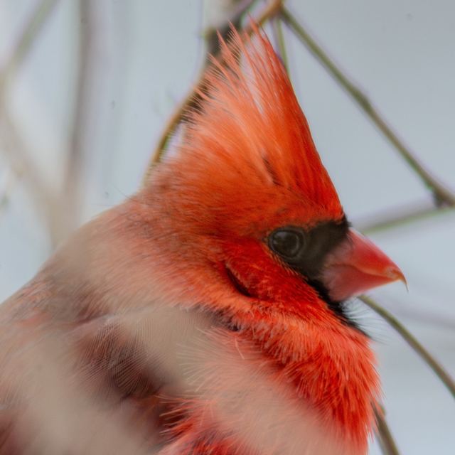 Northern Cardinal
