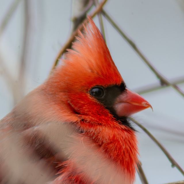 Northern Cardinal