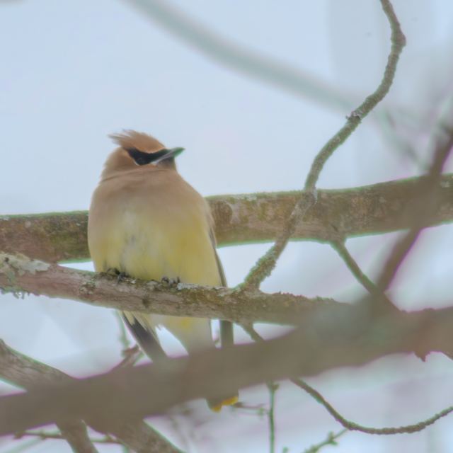 Cedar Waxwing