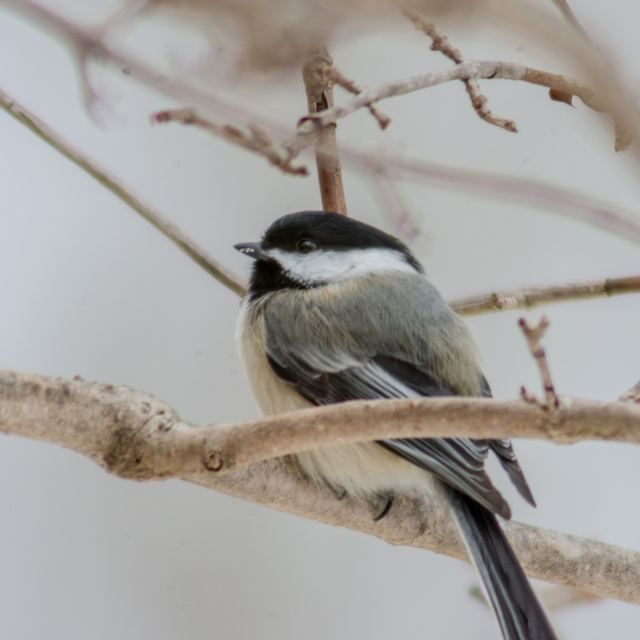 Black-capped Chickadee