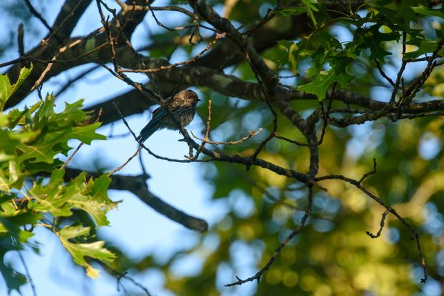 Eastern Bluebird