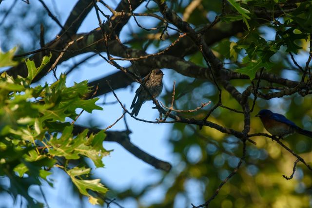 Eastern Bluebird