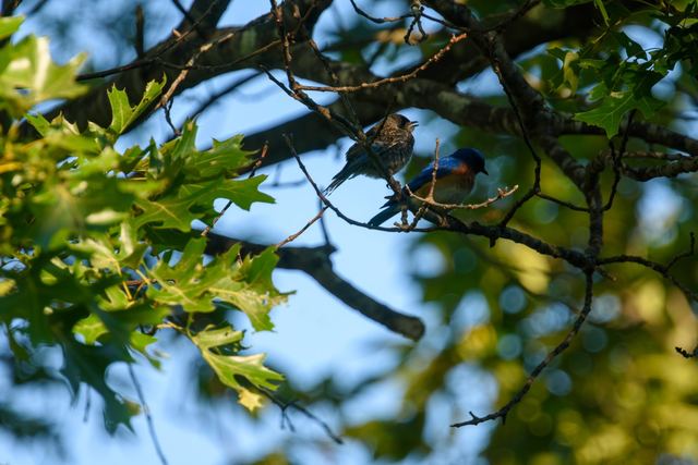 Eastern Bluebird