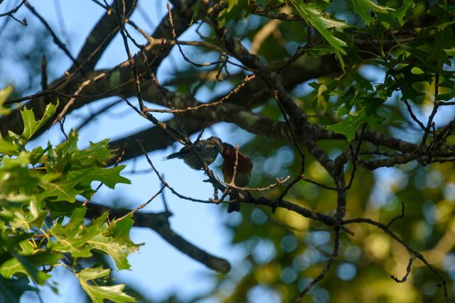 Eastern Bluebird