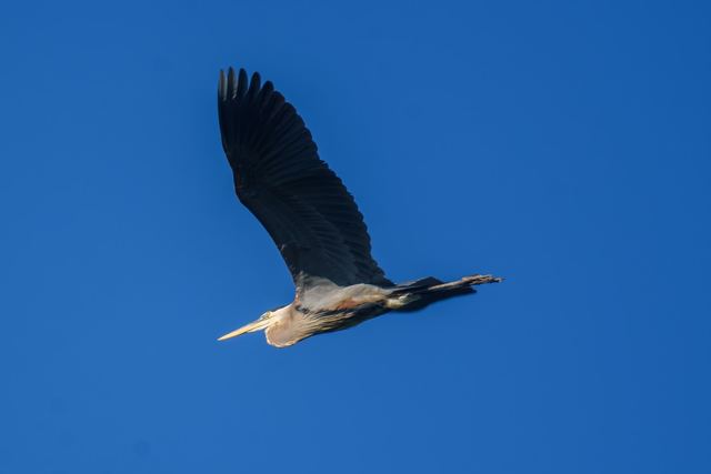 Great Blue Heron