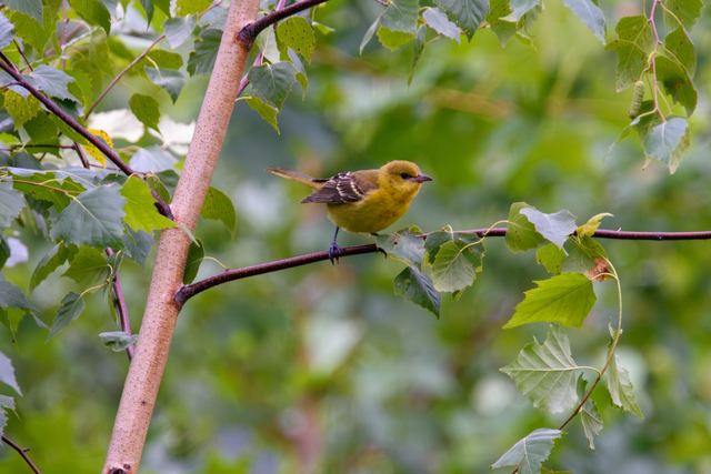 Baltimore Oriole