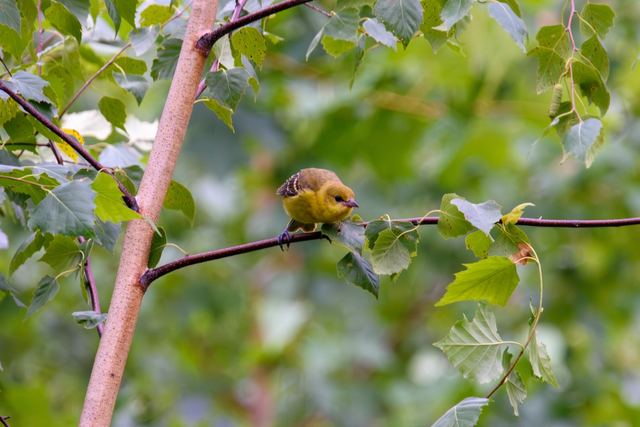 Baltimore Oriole
