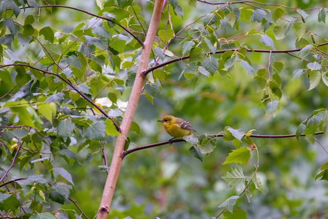 Baltimore Oriole