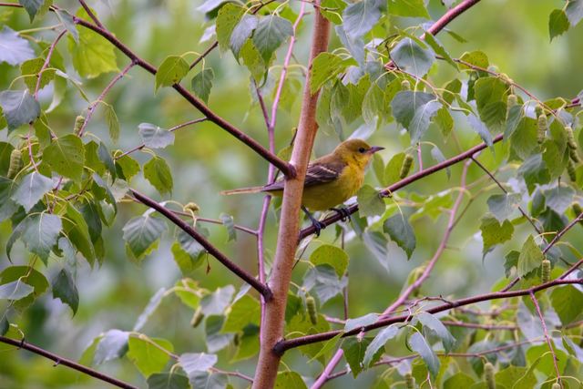 Baltimore Oriole