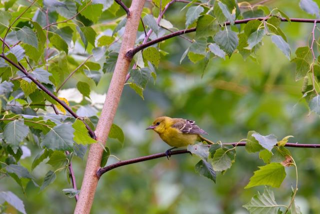 Baltimore Oriole