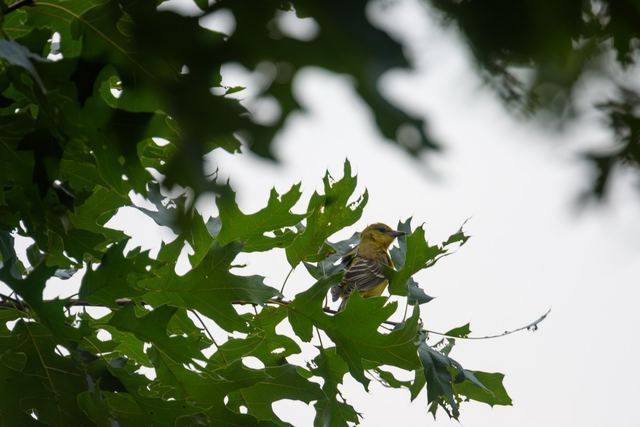 Baltimore Oriole