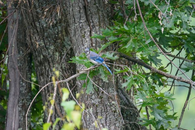 Blue Jay
