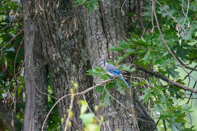 Blue Jay