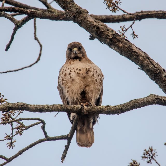 Red-tailed Hawk