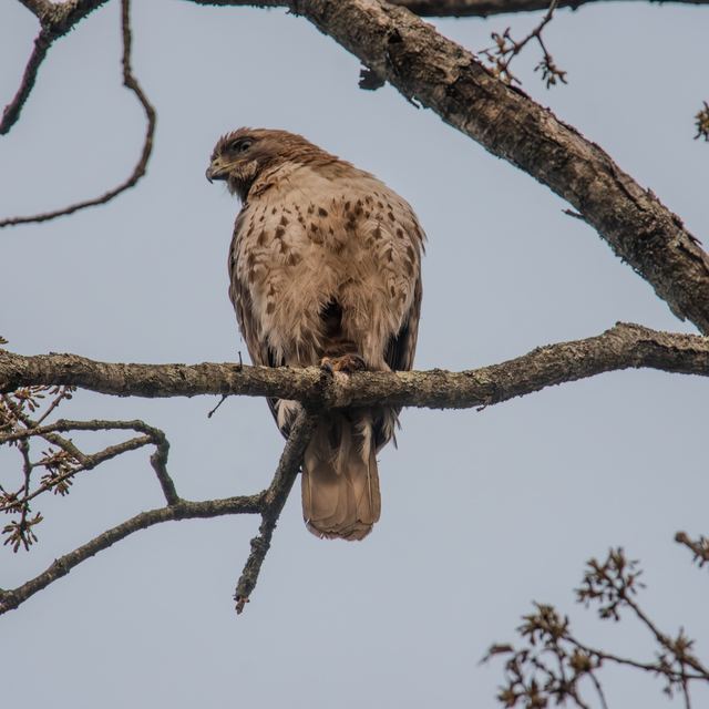 Red-tailed Hawk