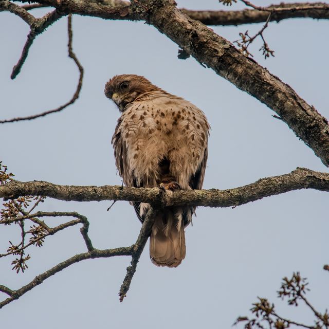 Red-tailed Hawk