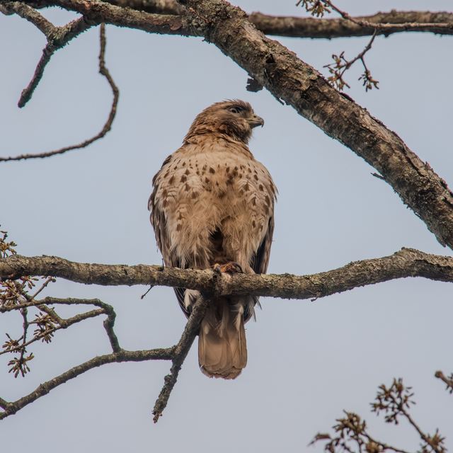 Red-tailed Hawk