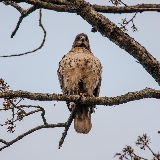 Red-tailed Hawk