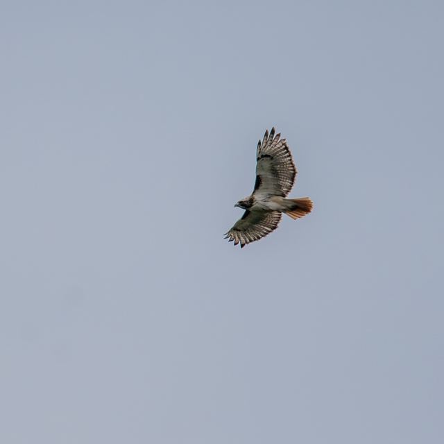 Red-tailed Hawk