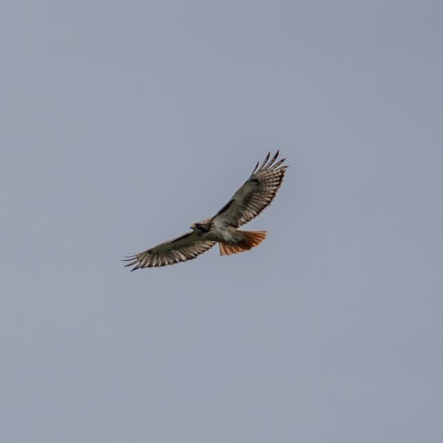 Red-tailed Hawk