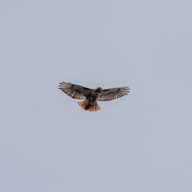 Red-tailed Hawk