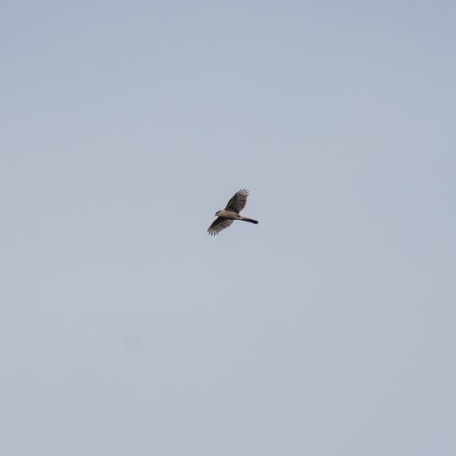 Cooper's Hawk