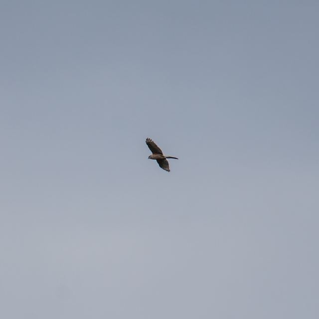 Cooper's Hawk