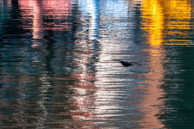 Double-crested Cormorant