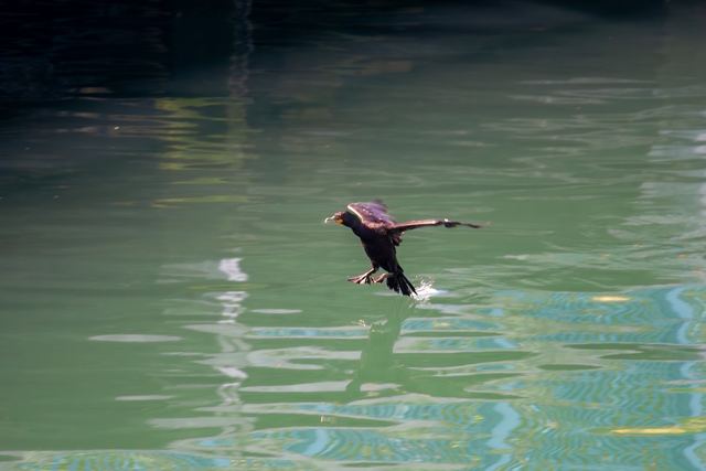 Double-crested Cormorant