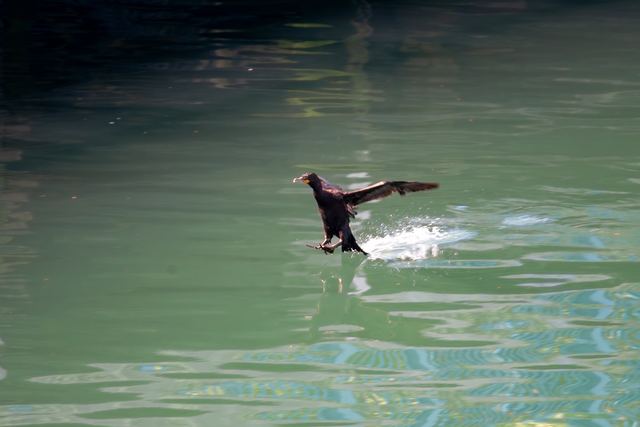 Double-crested Cormorant
