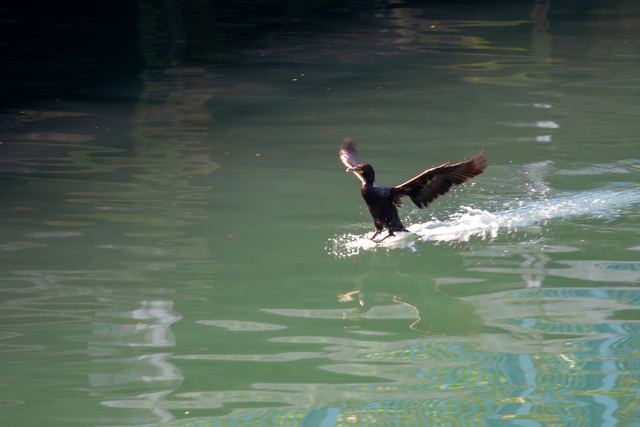 Double-crested Cormorant