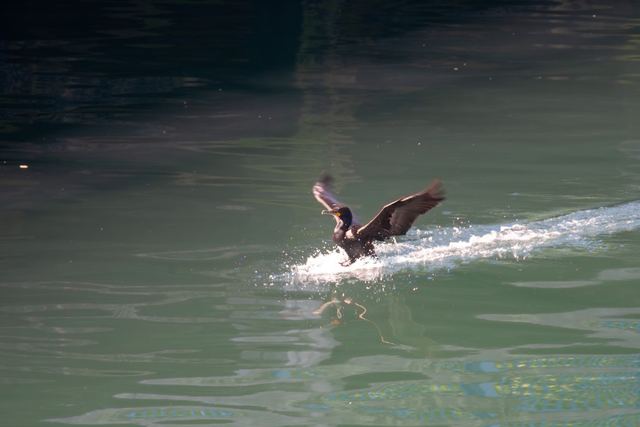 Double-crested Cormorant
