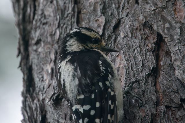 Downy Woodpecker