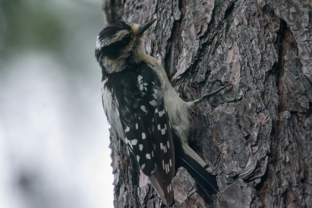 Downy Woodpecker